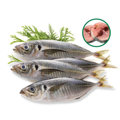 Chinchard moyen - 1kg