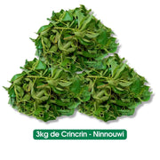 Crincrin - Ninnouwi